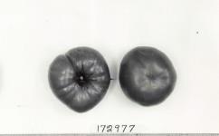 Click for 1 image(s) for this accession. FRUIT